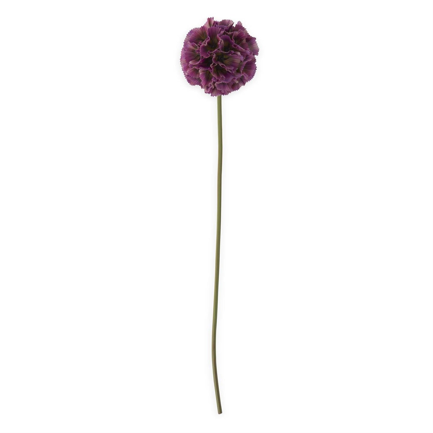 Scabiosa Pod Stem