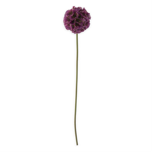 Scabiosa Pod Stem