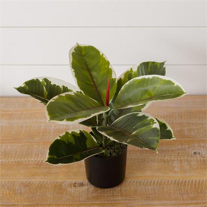 Potted Rubber Plant